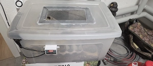 Argentinische Waldschaben Zucht 