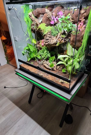 Furcifer pardalis nosy mitsio RARITÄT 