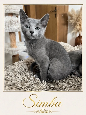 Russisch Blau Kitten mit Stammbaum 