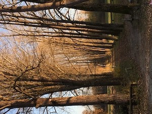 Oma in Nylons gesucht