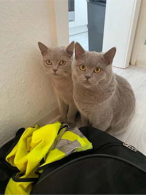 Bkh Kitten Geschwister Britisch Kurzhaar Kater 