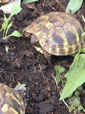 Griechische Landschildkröten (Testudo hermanni boettgeri)   Nachzucht 2024 mit CITES