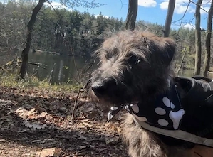 Kleiner Rüde sucht ....