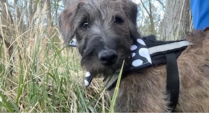 Kleiner Rüde sucht.....