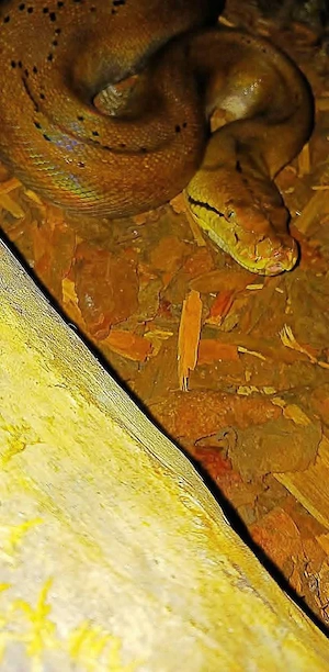 Netzpython (0,1  4,5m +)