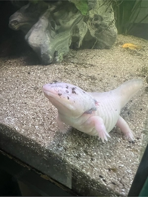 6 axolotl 