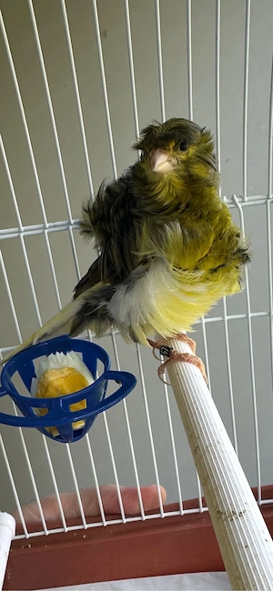 kanarienvogel