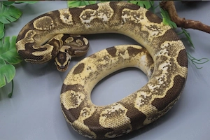 1.0 Sugar Enchi Fire Yellowbelly 100% het. Piebald DNZ 2021