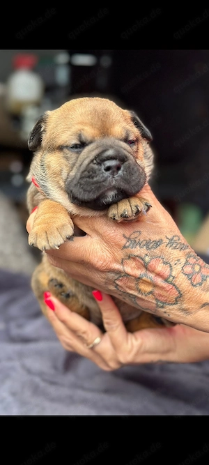 Continental Bulldog Old english Bulldog Welpen 