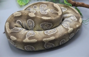 verkauft an Pascal-1.0 Black Head Enchi Mojave DNZ 2021 Bild 2