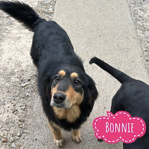 Bonnie, bildhübsche und junge Traumhündin, Berner Sennenhund Mix