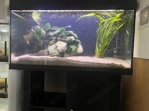 komplett aquarium 
