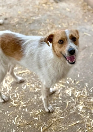 Freundlicher Nutella möchte dein Wegbegleiter sein