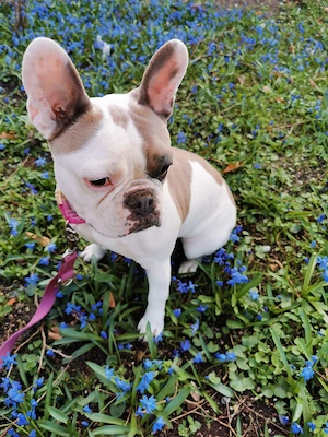 Französische Bulldogge sucht liebevolles Zuhause 