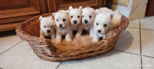 Zuckersüße West Highland White Terrier Welpen-Rüden, Westie Welpen 