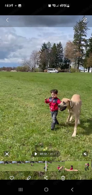 Liebevolle Deutsche Dogge Hündin zu verkaufen!