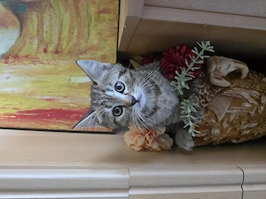  Liebevolle Kitten suchen ein Zuhause mit Herz 