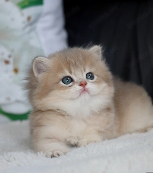 Goldene britische Kätzchen mit Stammbaum 