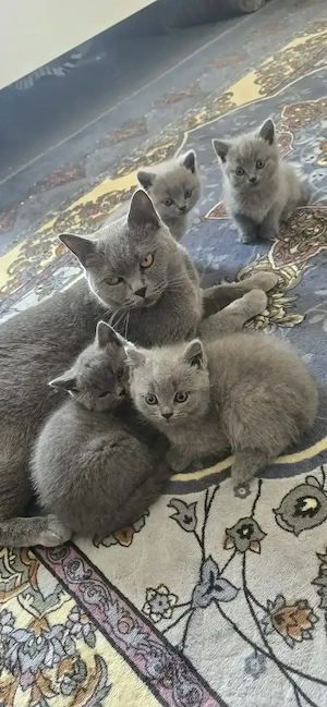 Reinrassige BKH katzenbabys 