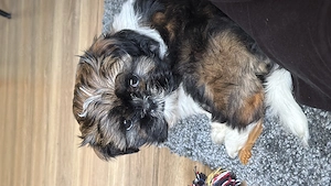 Shih Tzu Welpe 11 Wochen