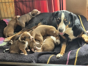 Süße Mischlingswelpen suchen ein liebevolles Zuhause 