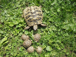 Griechische Landschildkröte, Testudo hermanni