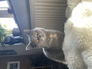BLH   Perser Katze kastriert 