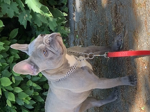 Französische Bulldogge weiblich