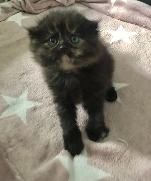 BKH Mix sucht Neues Zuhause 