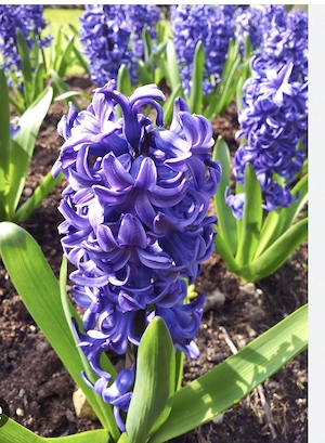 Dringend ein Nebenjob in Mannheim gesucht !!!