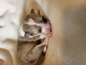 Zuckersüße Chihuahua Welpen