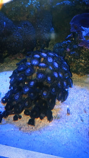 Zoanthus alien Explosion