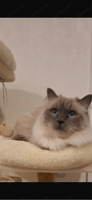RagDoll katze Süß und verspielt