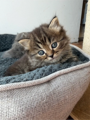 Kuschelige Britisch Kurzhaar Langhaar Kitten