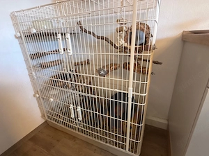 Degus suchen liebesvolles zuhause 