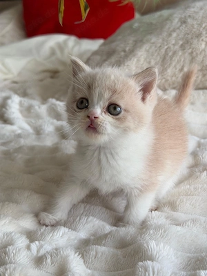 Bkh Kitten Mit Stammbaum 