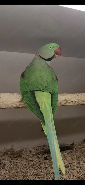 Großer Alexandersittich 