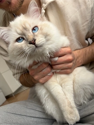 Deckkater Heilige Brima