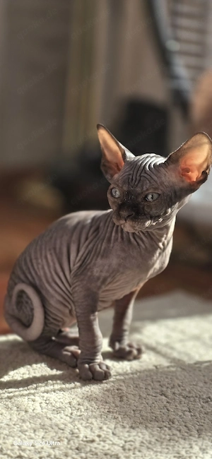 Sphynx Kitten Nacktkatze 