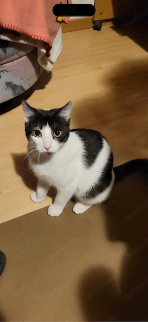 Biete Tierbetreuung Worms & Umgebung