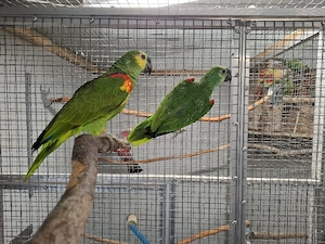 1,1 Zuchtpaar Blaustirnamazonen