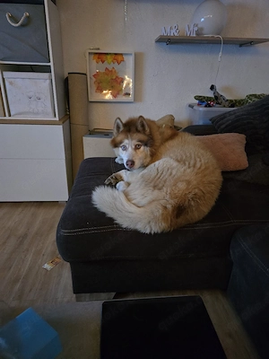 Ankündigung Husky Welpen 