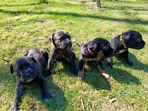 Cane Corso Italiano Welpen Abgabe 20.05.
