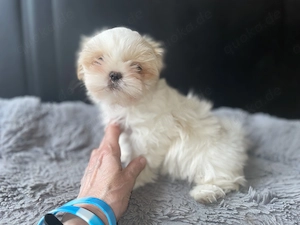 Bezaubernde Shih Tzu Welpen in seltenen Farben!