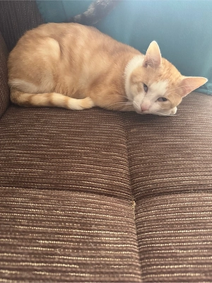 2 Jahre alter kater sucht neues zu hause