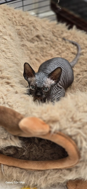 Sphynx Kitten 