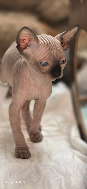 Sphynx Kitten 