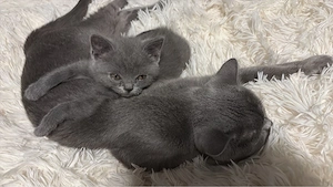 Ein zuckersüßes BKH Kitten (Männchen)