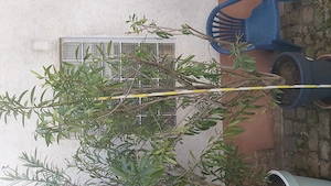 Oleander rot gross in neuen Topf höhe ca 2,2 m