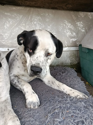 Notfall, Inka, 3 Jahre alt, kastriert 